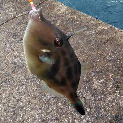 エギングとサビキとヤエン