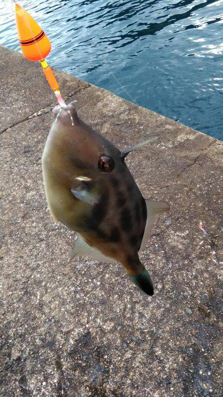 エギングとサビキとヤエン