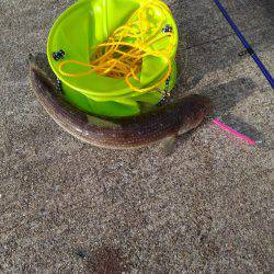 久々に坊主逃れでしたが…【ポーアイ北公園】