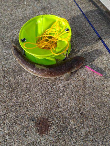 久々に坊主逃れでしたが…【ポーアイ北公園】…