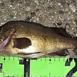 アジング&メバリング