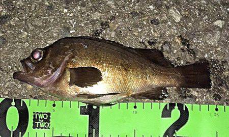 アジング&メバリング