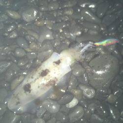 石津浜ではアオリイカ、湾内ではタコが好調