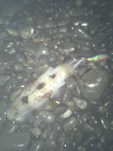 石津浜ではアオリイカ、湾内ではタコが好調