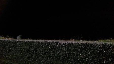 大阪で良型アジが揚がっていますが敢えて泉南方面へ釣行