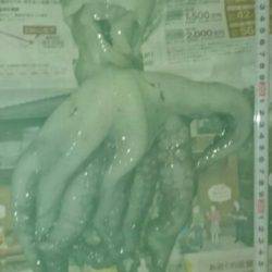 アイナメ目的でたこゲット