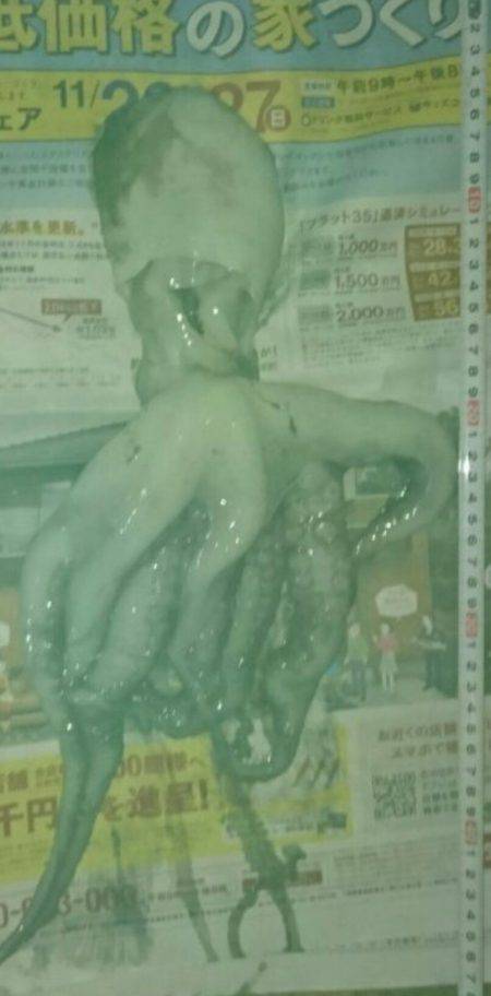 アイナメ目的でたこゲット