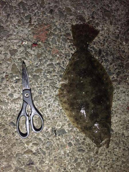 はじめてのヒラメ