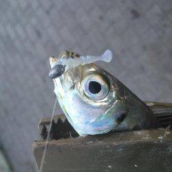 湾奥タチウオ＆アジ