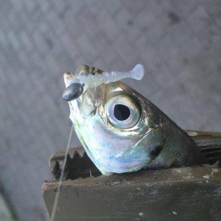 湾奥タチウオ＆アジ