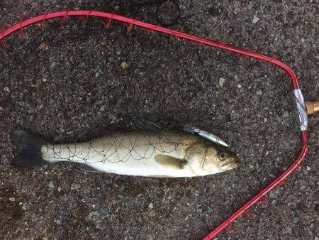 久々のシーバス