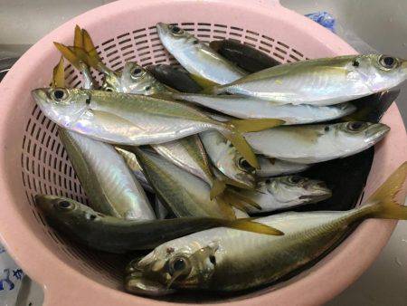 アジ   ウマヅラハギ釣り