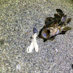 ナイトロックフィッシュゲーム！アタリ多数！