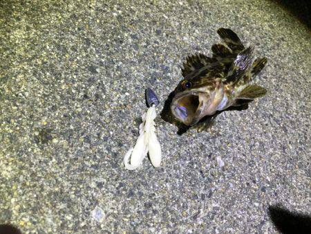 ナイトロックフィッシュゲーム！アタリ多数！