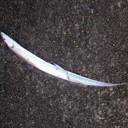 加古川タチウオ調査