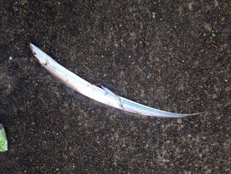 加古川タチウオ調査