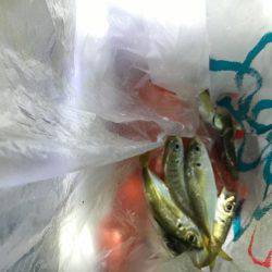 上司初アジング