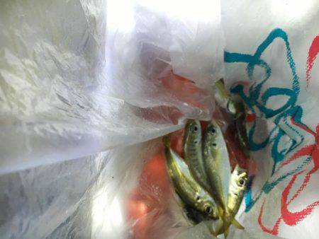 上司初アジング