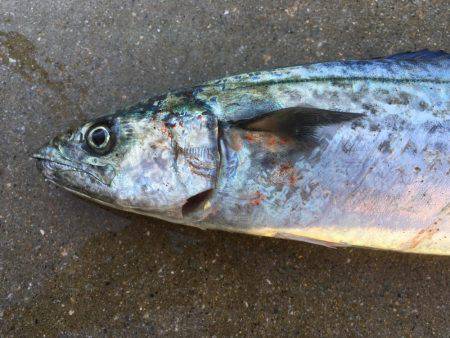 タチウオ、サゴシ