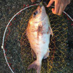 良型マダイ現る！