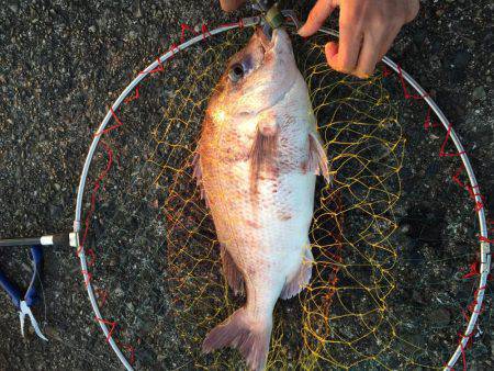 良型マダイ現る！