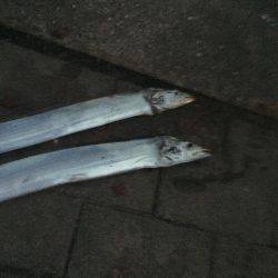 朝マズメ太刀魚