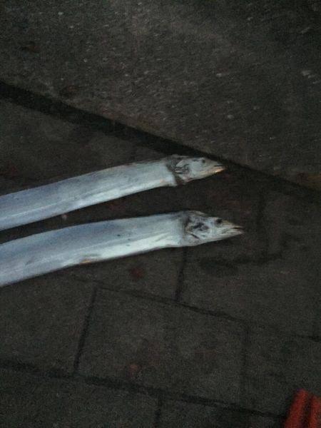 朝マズメ太刀魚