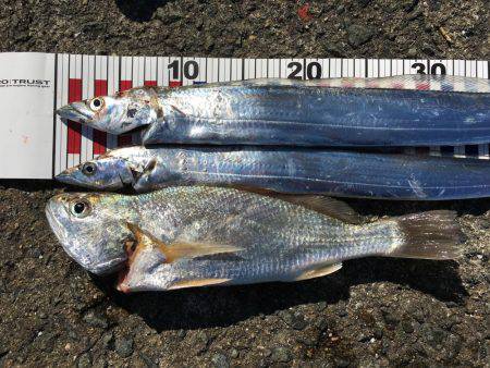 メータータチ二本