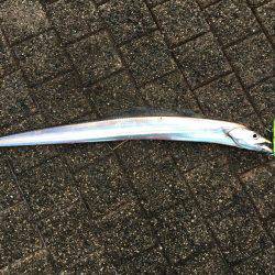 岸和田春木ベランダ刀狩り