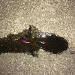 久しぶりのキロアップ