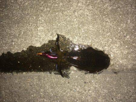 久しぶりのキロアップ