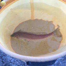 カレイ狙いその3