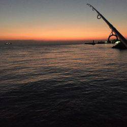 マズメにボイル無し