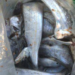 久々のドラゴン