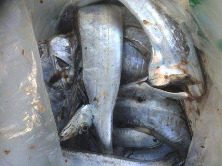 久々のドラゴン