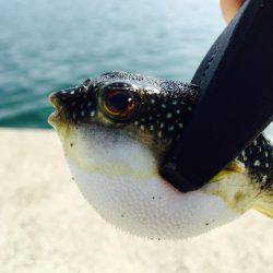 チヌと思ったら違った