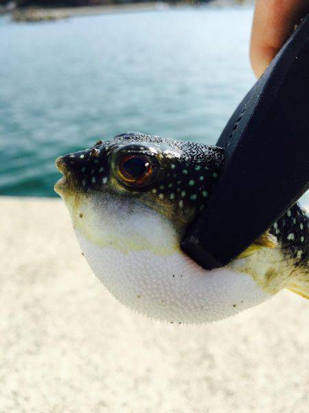 チヌと思ったら違った