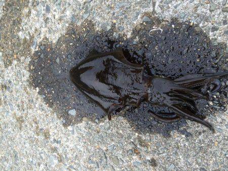 悲しサイズダウン！