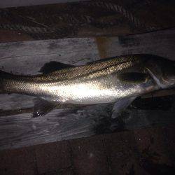 ナイスシーバス