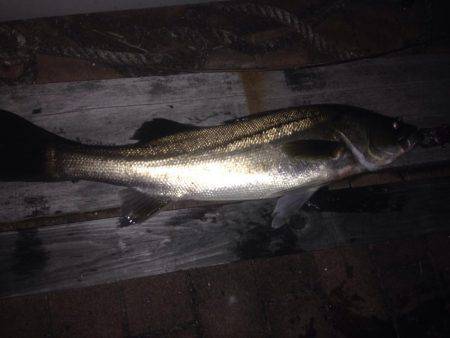 ナイスシーバス