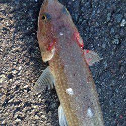 ギリギリの遊び