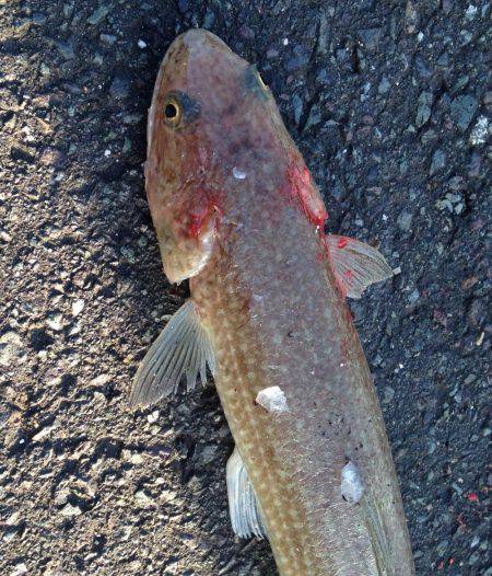 ギリギリの遊び