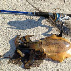 真昼間の短時間で入れ食いでした