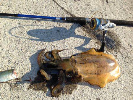 真昼間の短時間で入れ食いでした