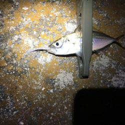 初ダウンショットアジング