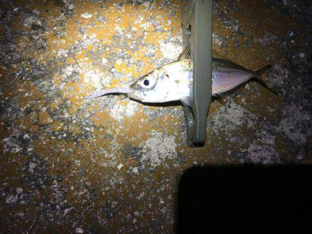 初ダウンショットアジング