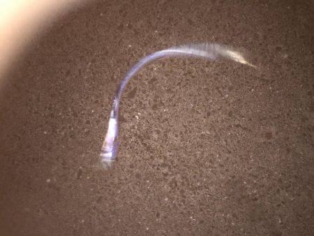 シーバス狙いが