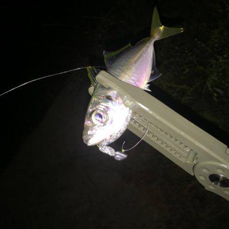 ゲキシブアジング