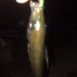 リベンジのアジング