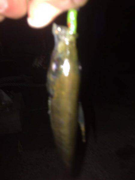 リベンジのアジング